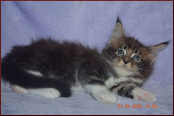 Роскошный черный котик мейн-кун из питомника в Астрахани фото 103