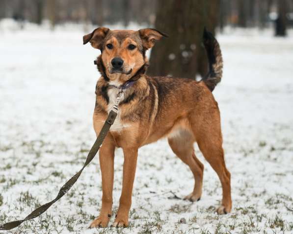 Очаровательная собачка компактного размера в Санкт-Петербурге фото 53