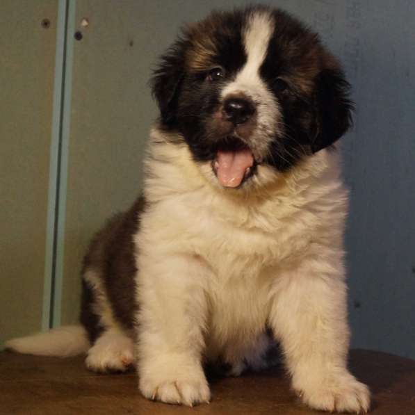 Щенок московской сторожевой из питомника в Краснодаре фото 6