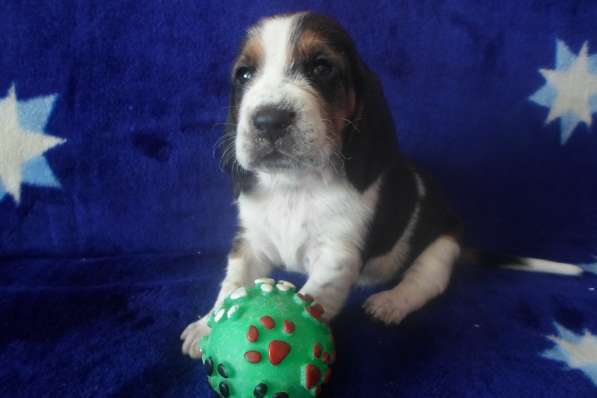 Щенки Бассет-хаунд в Армавире фото 61