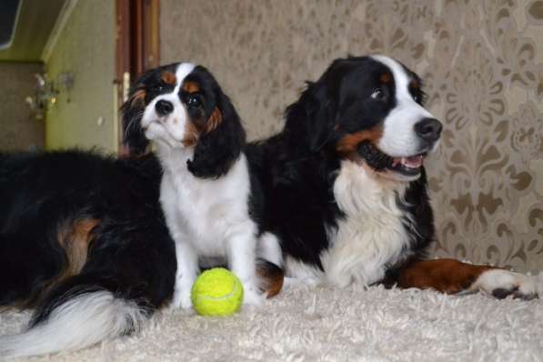 Щенки бернского зенненхунда из питомника в Москве фото 22