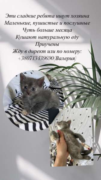 Отдам котёнка в хорошие руки в 