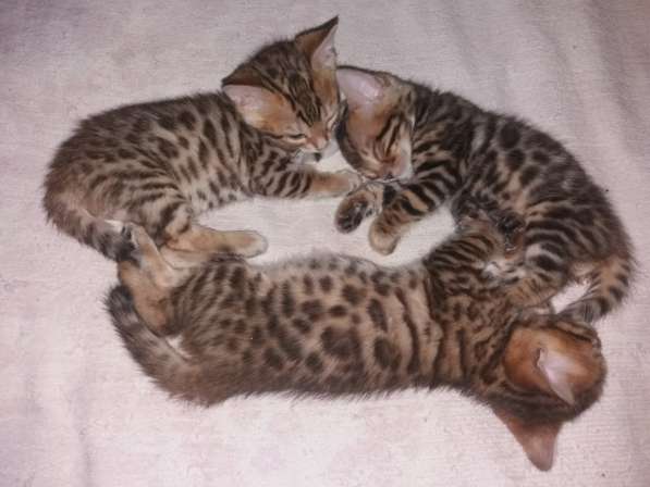 Яркие мини - леопарды с хорошими линиями в Москве фото 3