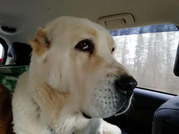 Щенки Среднеазиатской овчарки в Москве фото 25