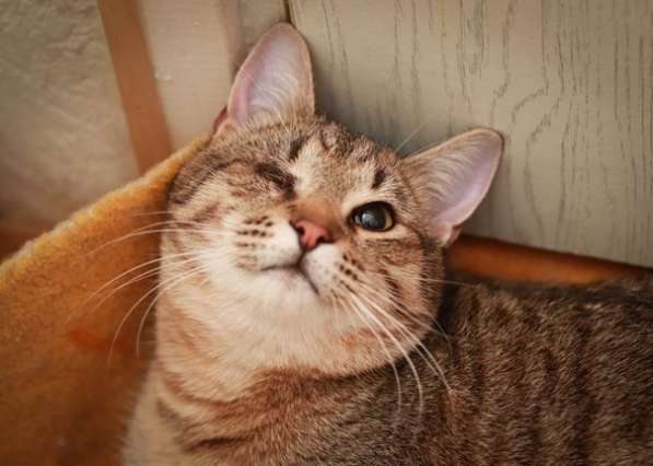 Кот по имени Петрович ждет вас