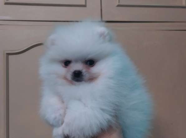 Pomeranian spitz. White mini boy