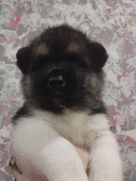 Собаки в фото 16