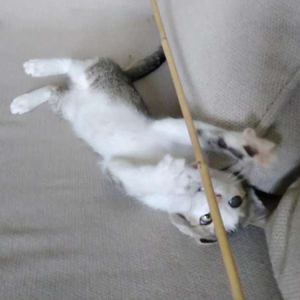 Вертушка, котенок 4 мес в добрые руки в Москве фото 5