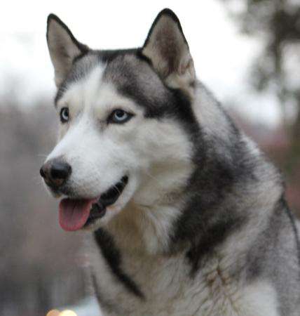 Кобель сибирского хаски для Вязки - РКФ