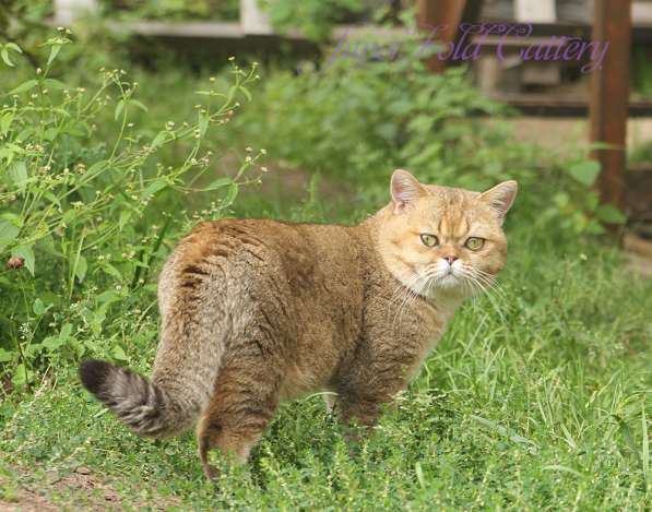 Коты из резерва питомника в Конаково