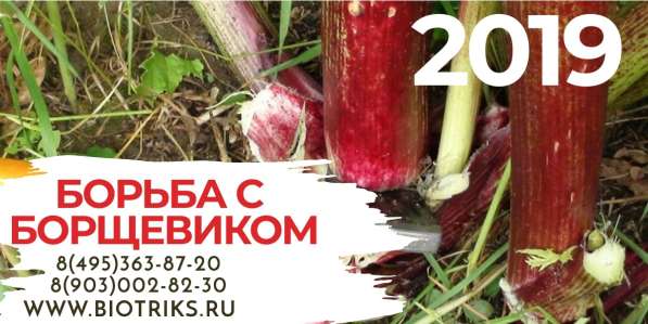 Обработка участков от клещей, борщевика в Истре в Истре фото 4