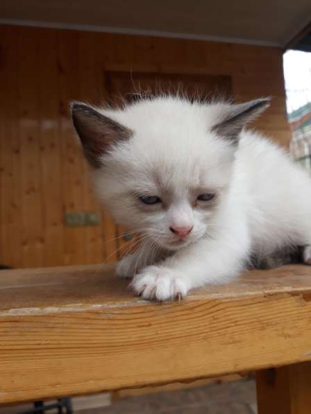 Очаровательные кошечки ищут хозяина цена 10 рублей в Армавире фото 3