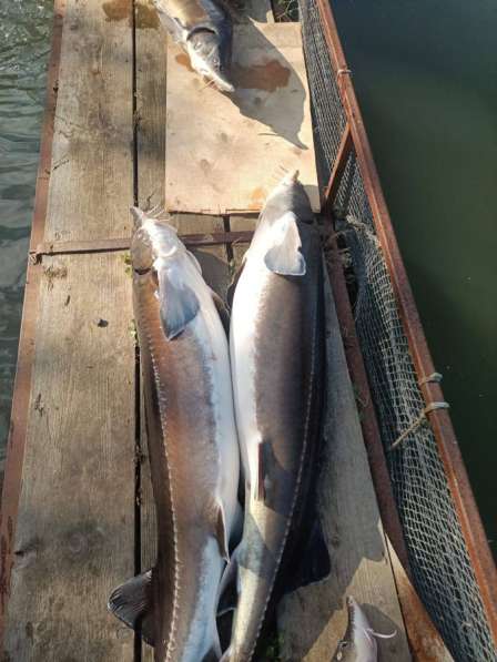 Породы осетровых из аквакультуры в Астрахани фото 3