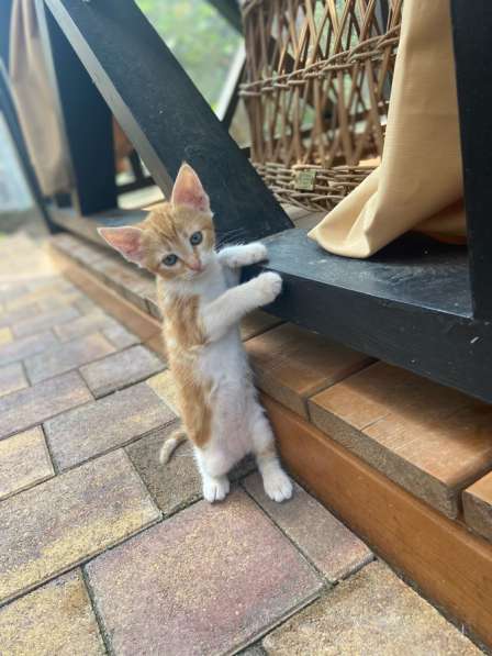 Котята в добрые руки в Краснодаре фото 4