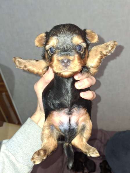 Чистокровные щенки Йоркширского Терьера в фото 8