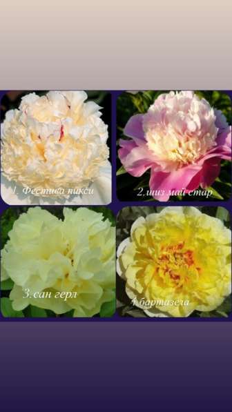 Пионы в Москве