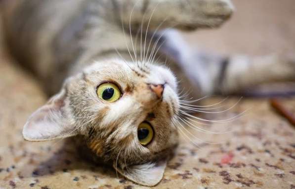 Кошка вашей мечты