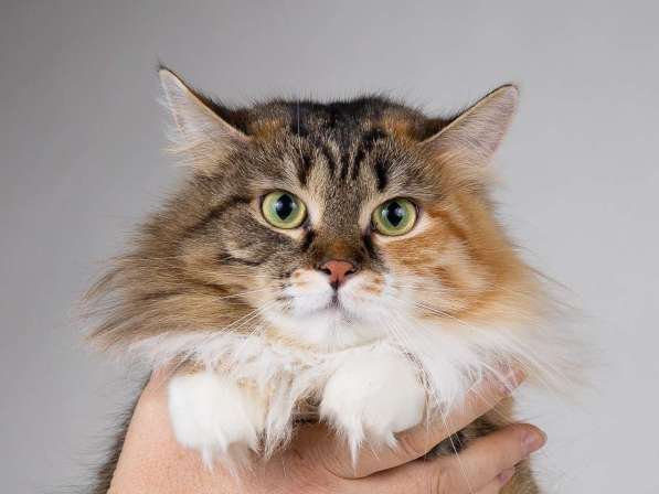 Сибирячка Сандра в добрые руки