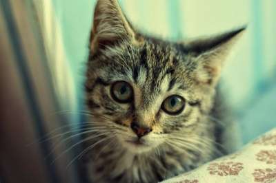 Отдам даром Котенок в дар