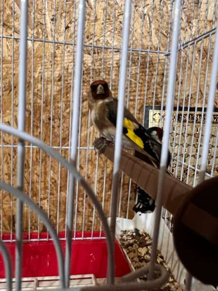 Продам птицу, канарейка (золотая чечетка