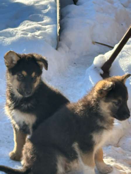 Щенки в добрые руки