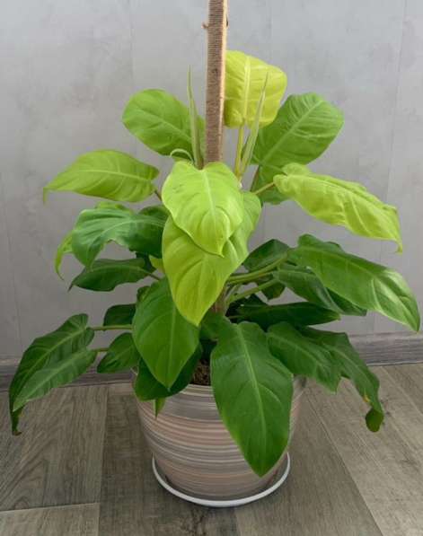 Комнатное растение