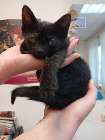 Черный игривый котёнок ищет дом в Санкт-Петербурге