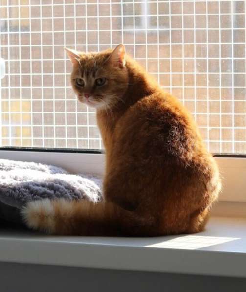 Рыжая красотка с характером срочно ищет дом! в Москве фото 5