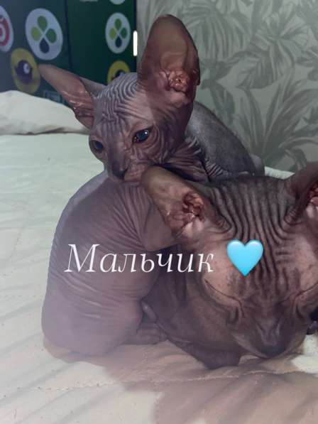 Донские котята Сфинксы