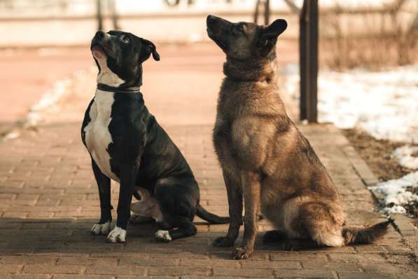 Молодой амстафф в добрые руки в Москве