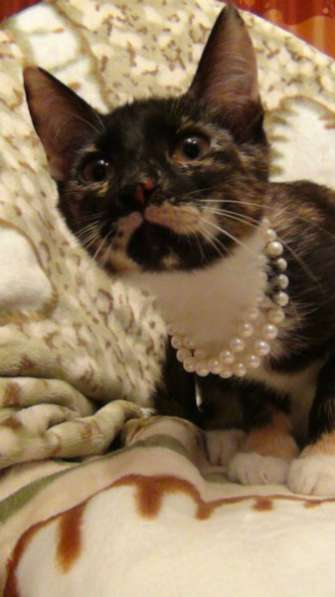 Отдам даром Славные малыши в поисках дома в Санкт-Петербурге