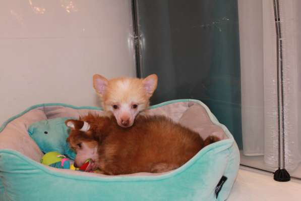 Щенок КХС в Москве фото 7