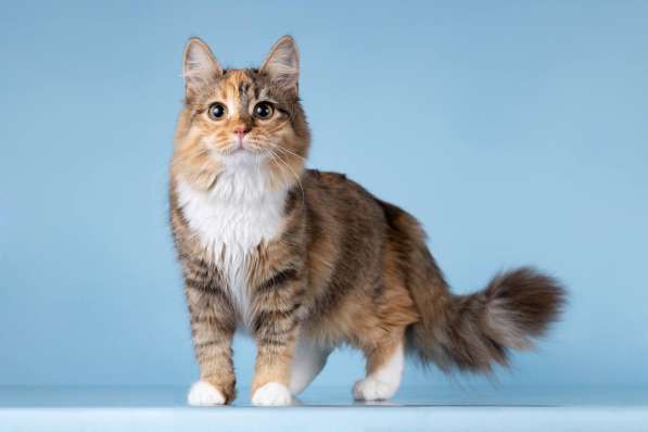 Для котёнка-подростка Фионы ищем самые добрые руки в Москве фото 6