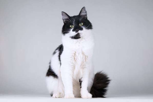 Большой добрый кот по имени Мальчик