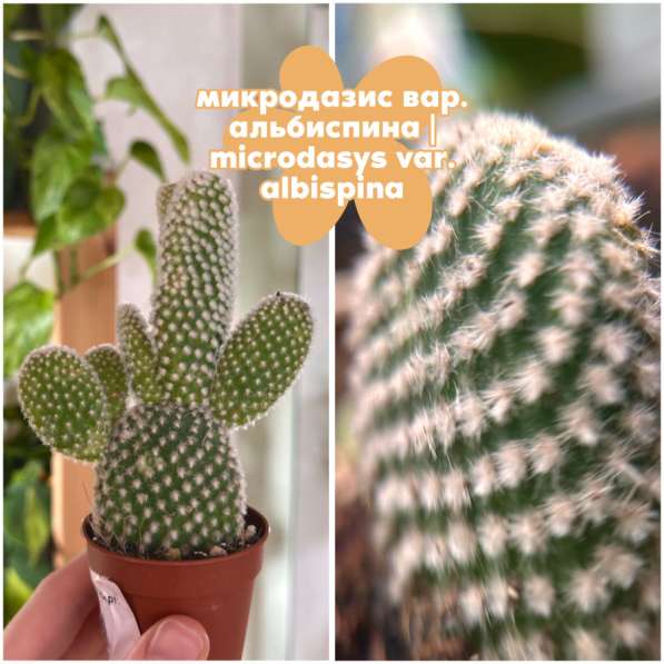 Опунция в Батайске фото 3