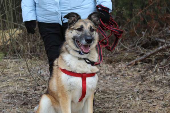 Харви очень ждет хозяина в приюте