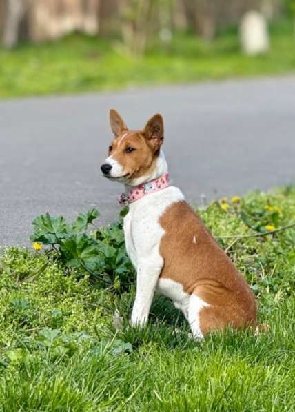Catelus basenji Kennel FCI LUCKY ALIEN в фото 3