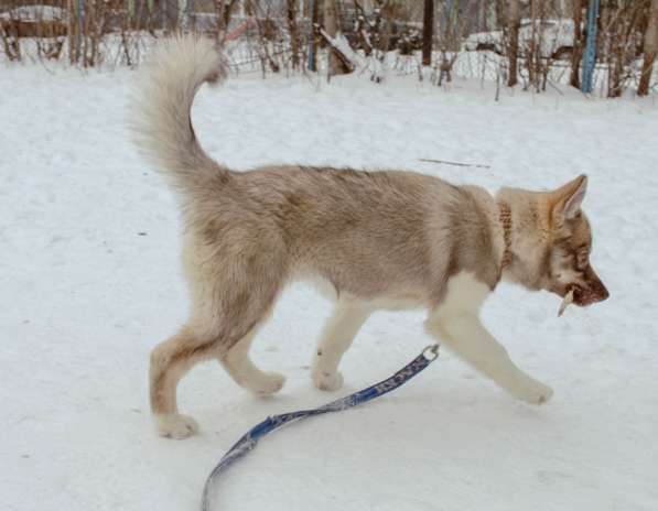 Хаски агути в Екатеринбурге