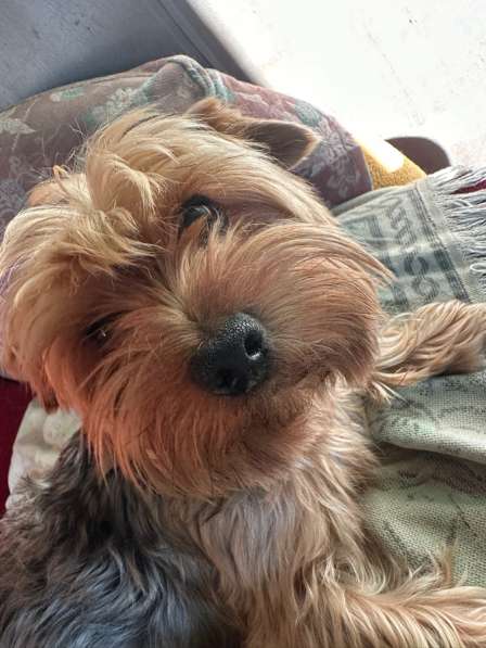 Продам терьера в Москве фото 3