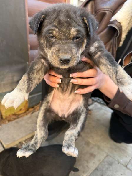 Отдам в добрые руки ! в Москве фото 4