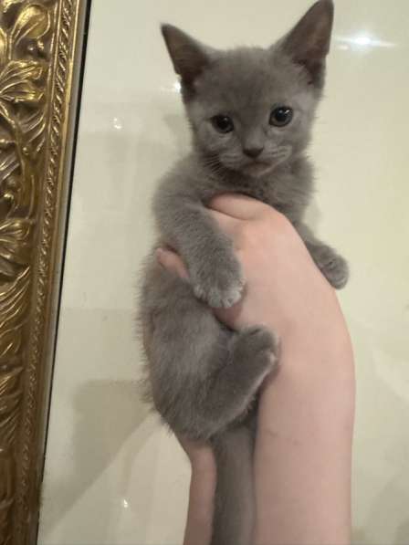 Британские котята в Москве