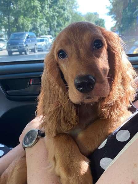 Продам щенка