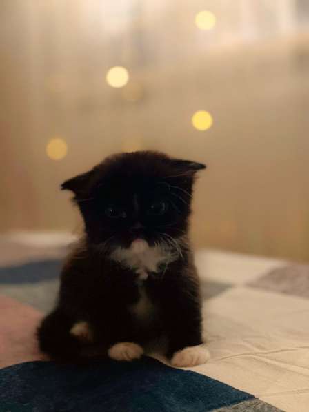 Котята в Крымске