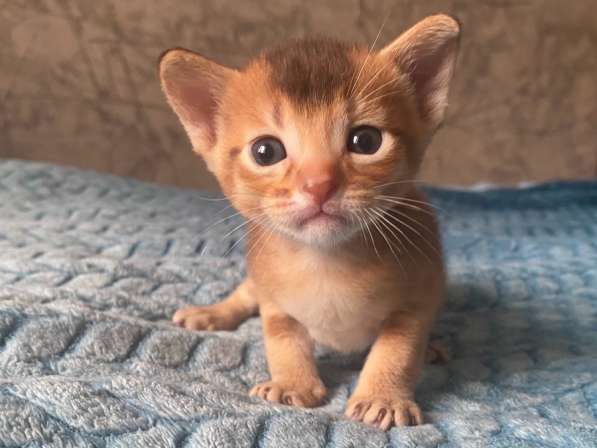 Абиссинские котята в Москве фото 4