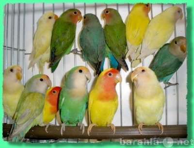 Чудные - Элитные попугаи из Питомника. Москва в Москве