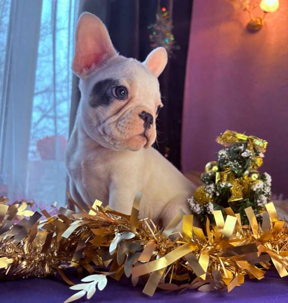 Французский бульдог в Уссурийске фото 8