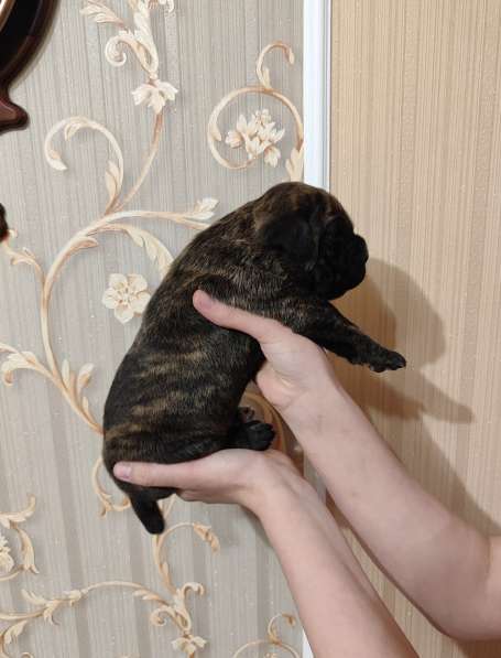Щенки Кане корсо в фото 7