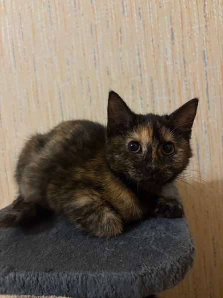 Отдам в добрые руки