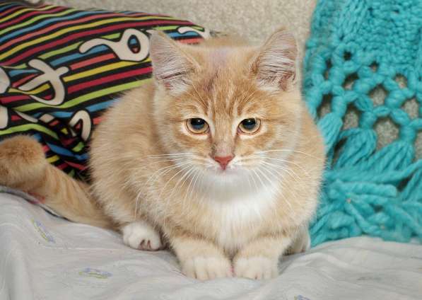 Рыженький котенок Цитрон - сплошное очарование. в Москве фото 3