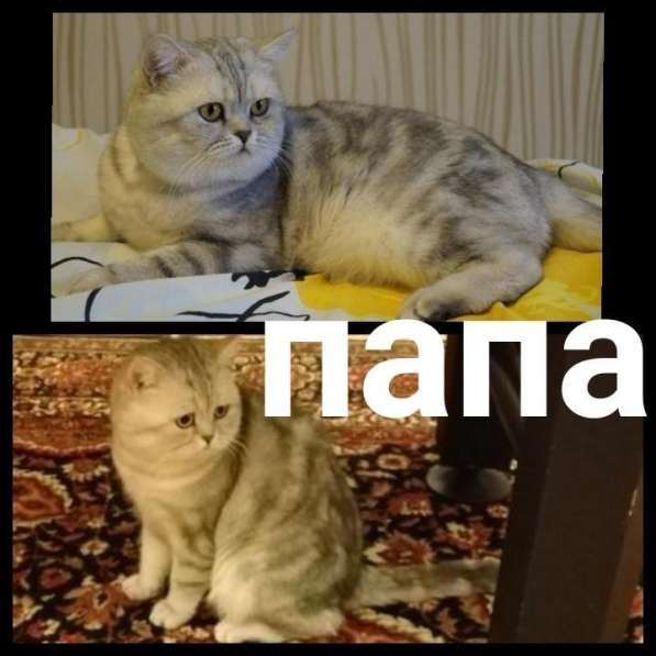 Шотландские мраморные котята в Санкт-Петербурге фото 4